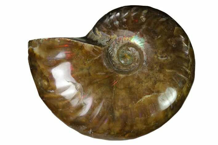 Red Flash Ammonite Fossil - Madagascar #151615